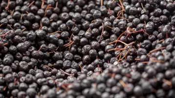 ''Süper meyve'' olarak biliniyor. Yaşlanma karşıtı etkisi de kanıtlandı