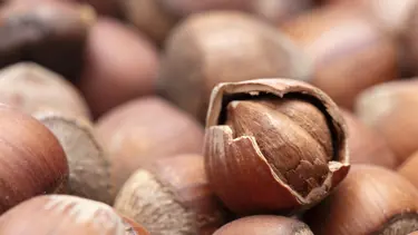 Yılbaşına günler kala fındık fiyatları yükselişe geçti