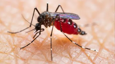 Avrupa'da salgın uyarısı. Sivrisinekler yayıyor, Türkiye da riskler altında