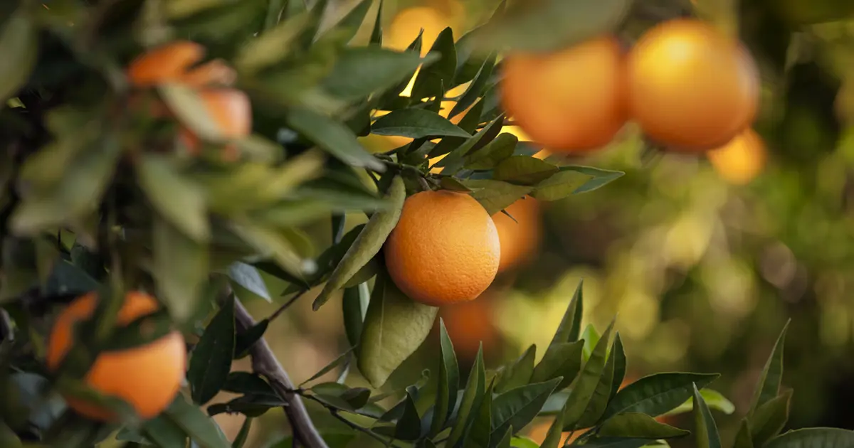 Aydın’da mandalina hasadı başladı