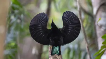 Sevgililer Günü: Hayvanlar aleminin en ilginç sevgi gösterileri