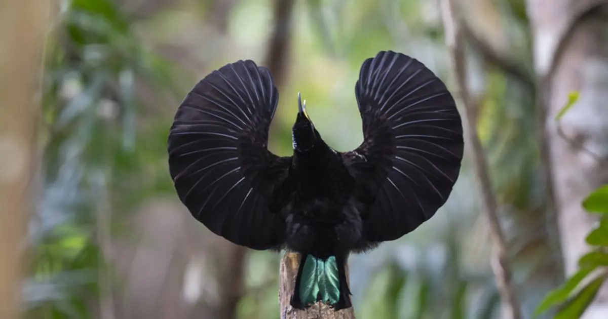 Sevgililer Günü: Hayvanlar aleminin en ilginç sevgi gösterileri