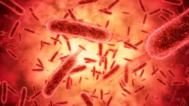 Kadim tehdit geri dönüyor: Tifo hızla antibiyotiklere direnç kazanıyor