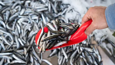 Uzun yıllar sonra ilk kez hamsi bolluğu yaşanıyor