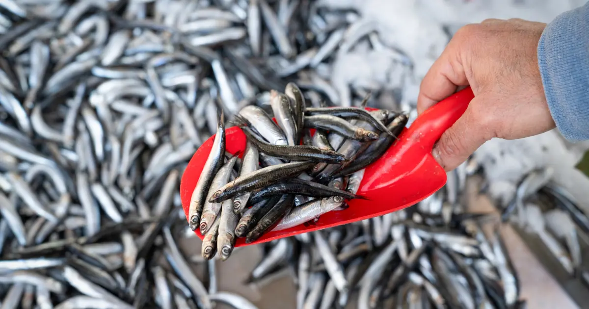 Geri sayım başladı. Av yasağı öncesi kilosu 100 TL'den kapış kapış gidiyor