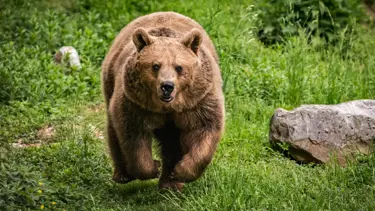Japonya'da trafik kazalarına karışan ayıların sayısı rekor kırdı 