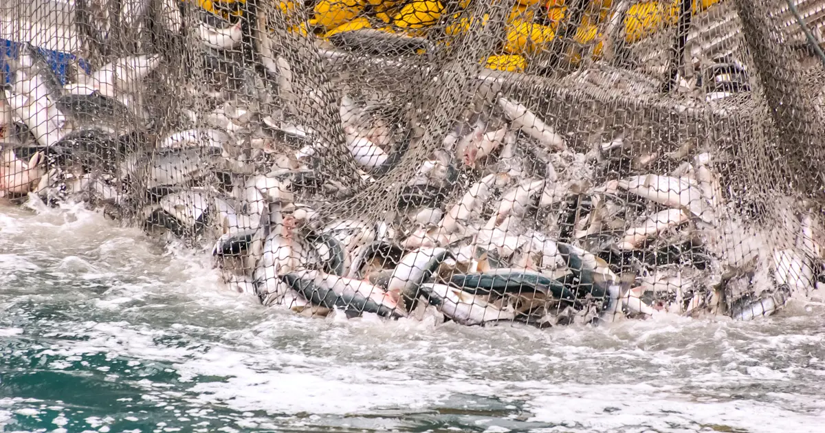 Diyarbakır'ın "Mezopotamya somonu" 500 ton üretiliyor