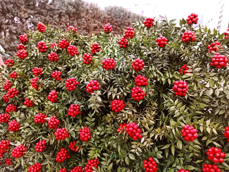 KOKİNA ÇİÇEĞİ NE ANLAMA GELİR? 1