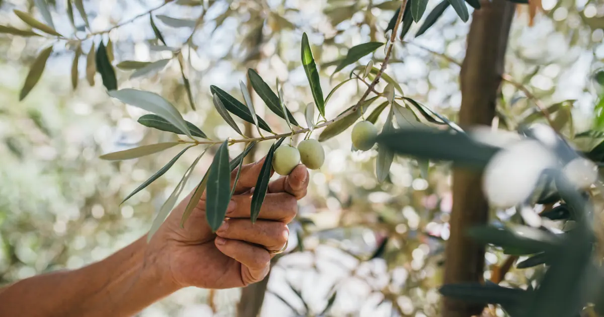 Doğanın "sıvı altını". Geleceğimizi nasıl kurtarıyor?