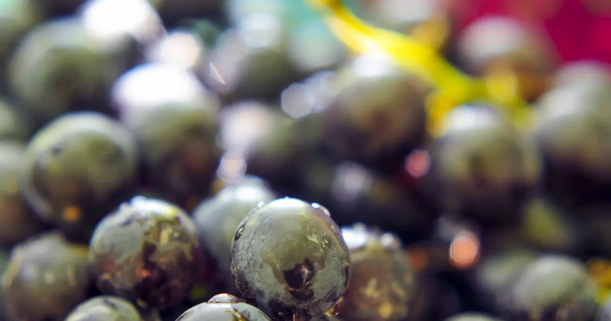 ''Sultanlara layık'' meyvenin kilosu 40 liraya satılıyor