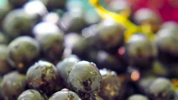 ''Sultanlara layık'' meyvenin kilosu 40 liraya satılıyor