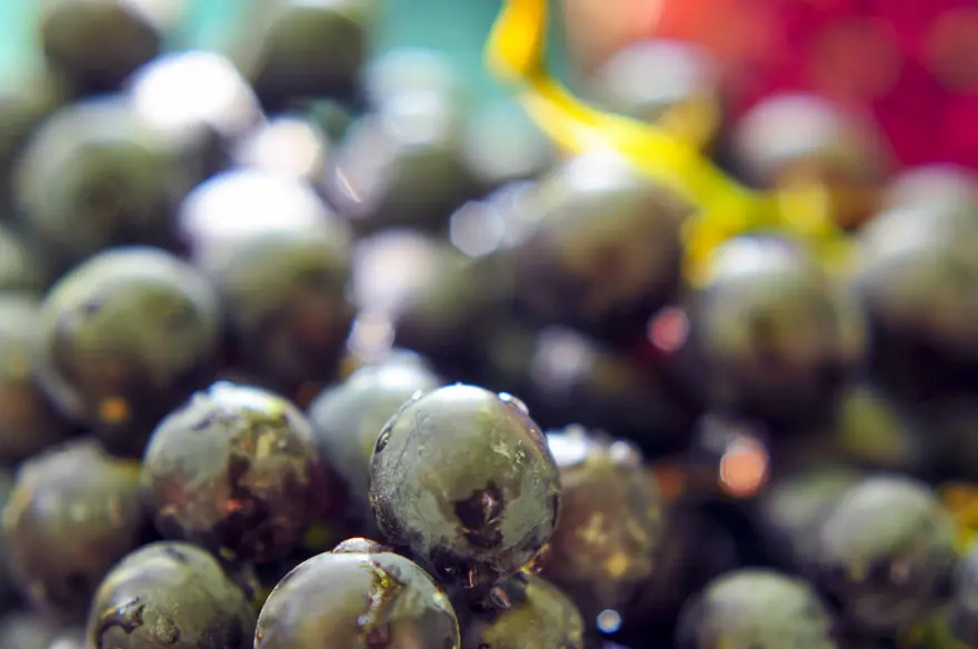 ''Sultanlara layık'' meyvenin kilosu 40 liraya satılıyor ''Sultanlara layık'' meyvenin kilosu 40 liraya satılıyor