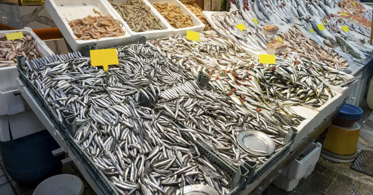 Karadeniz'deki bolluk fiyatını düşürdü: Kilosu 100 liraya geriledi