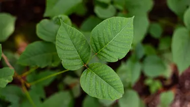 Kontrolsüz toplanan bitkiler ve toplu yemeklerdeki sağlıksız gıdalar zehirlenme riskini artırıyor