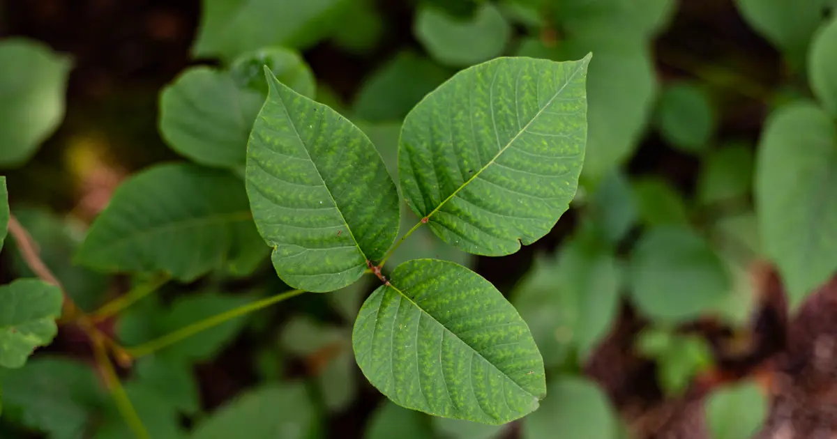 Kontrolsüz toplanan bitkiler ve toplu yemeklerdeki sağlıksız gıdalar zehirlenme riskini artırıyor