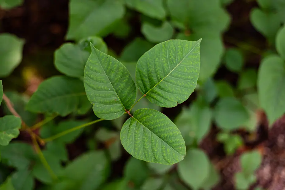 Kontrolsüz toplanan bitkiler ve toplu yemeklerdeki sağlıksız gıdalar zehirlenme riskini artırıyor