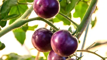 Domatesler kırmızı değil, mor. Raflarda satışa çıktı