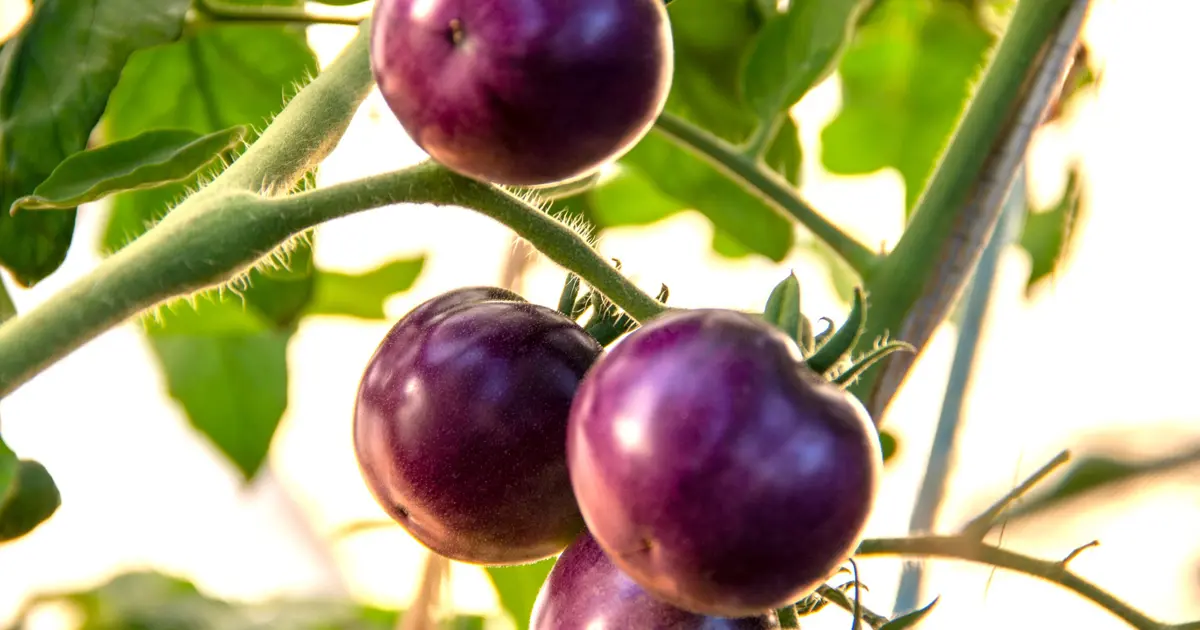 Domatesler kırmızı değil, mor. Raflarda satışa çıktı