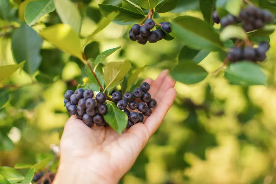 ''Süper meyve'' olarak biliniyor. Yaşlanma karşıtı etkisi de kanıtlandı 4