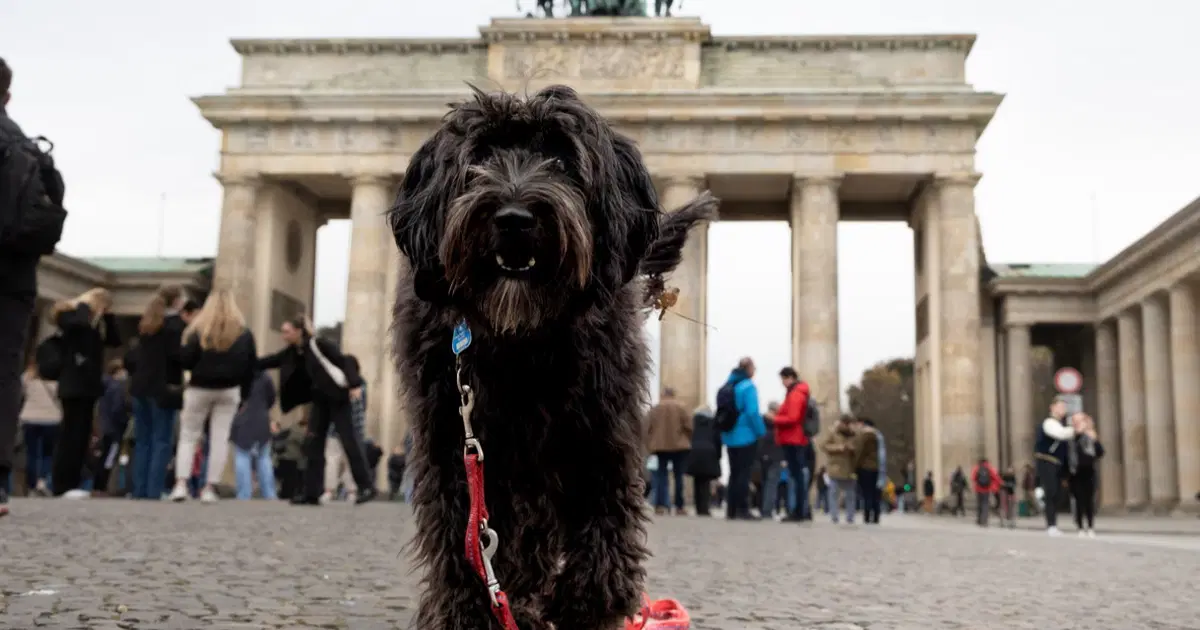 Almanya'da belediyeler köpek vergisinden 430 milyon euro kazandı