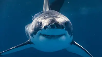 Denizlerin en tehlikeli yırtıcısı yok oluyor