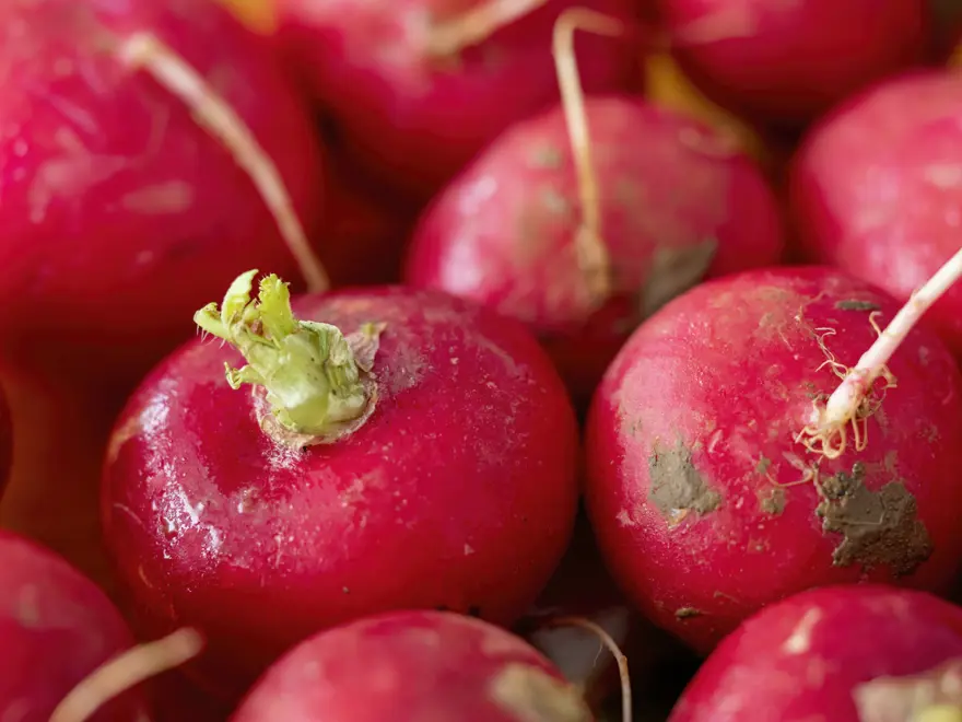 Çamurlarını temizlemek için saatlerce uğraşıyorlar. Şifa deposu besinde zahmetli hasat 4