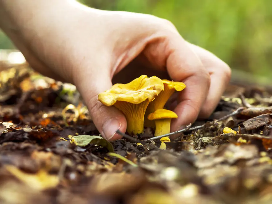 Halk arasında "çam melkisi" olarak biliniyor. Köylünün gelir kapısı, bu yıl çok var 