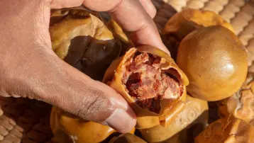 Doğal çikolata olarak biliniyor bağışıklığı güçlendiriyor