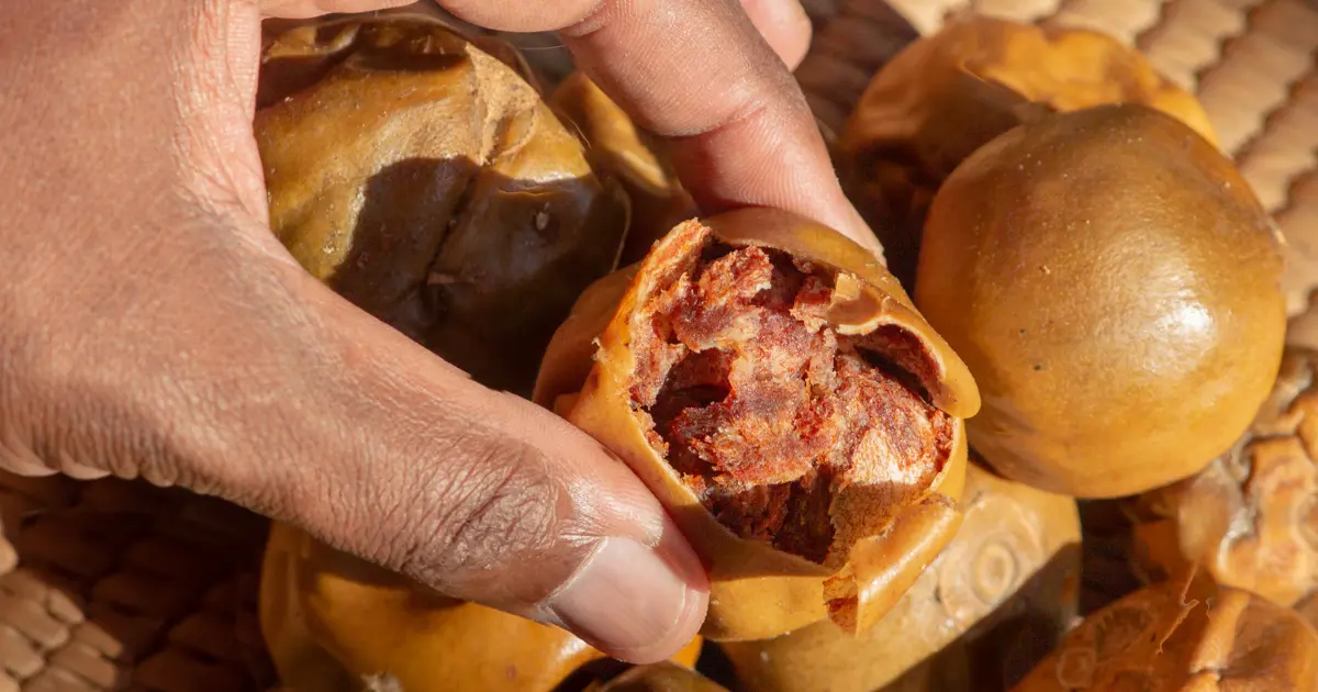 Doğal çikolata olarak biliniyor bağışıklığı güçlendiriyor