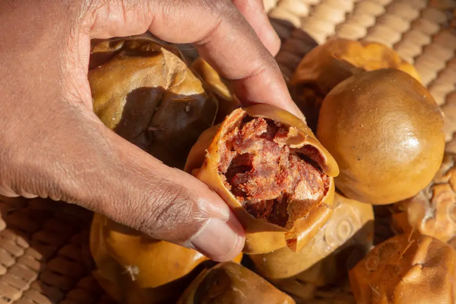 Doğal çikolata olarak biliniyor bağışıklığı güçlendiriyor