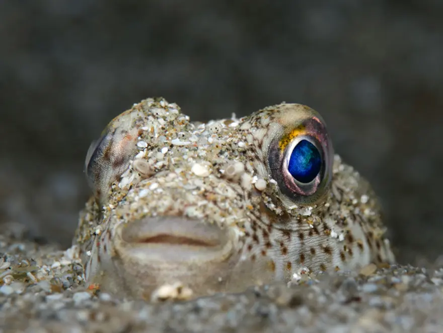 KUMDAN "YÜZÜK" YAPAN BALIK 