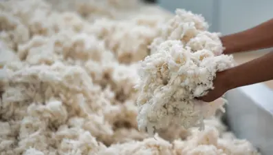 "Beyaz altın" hasadında sona gelindi, tarlada 25 liraya satılıyor