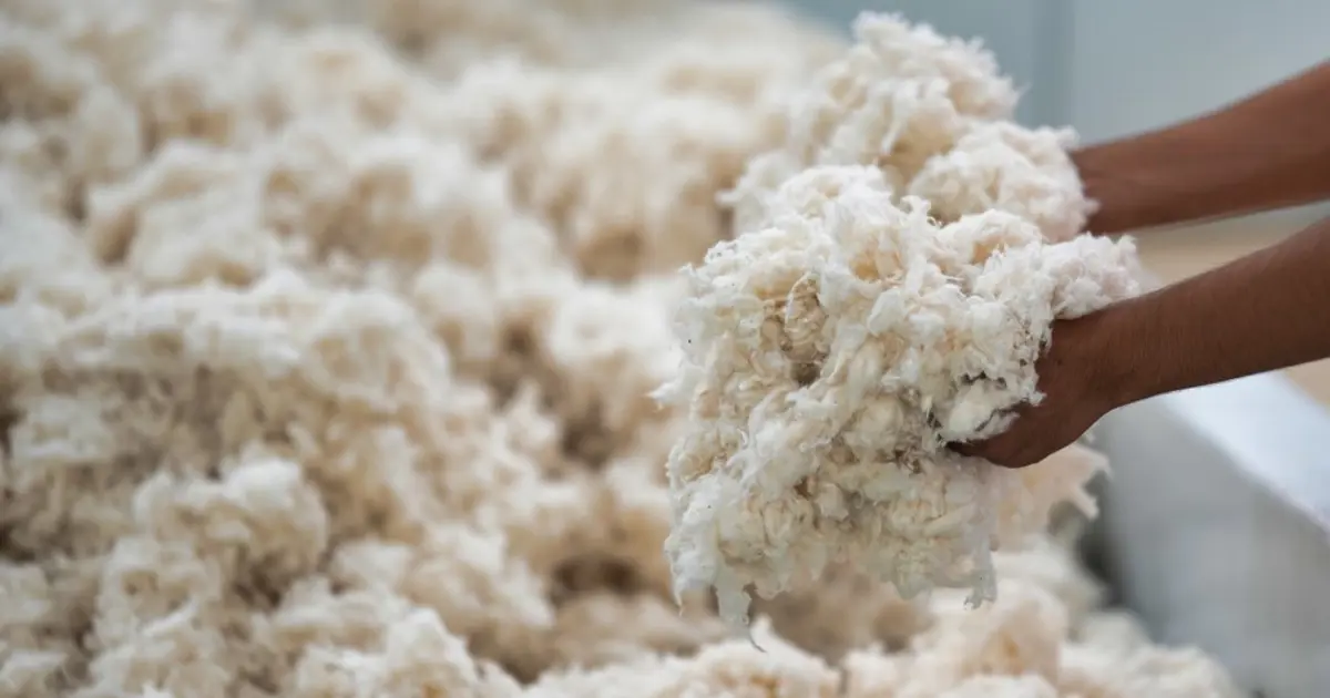 "Beyaz altın" hasadında sona gelindi, tarlada 25 liraya satılıyor