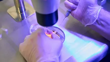 Tüp bebek tedavisinde umut veren buluş. Yeni yöntem gizlenen yumurtaları buluyor