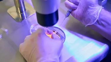 Tüp yeni doğan tedavisinde umut. Yeni metot gizlenen yumurtaları buluyor