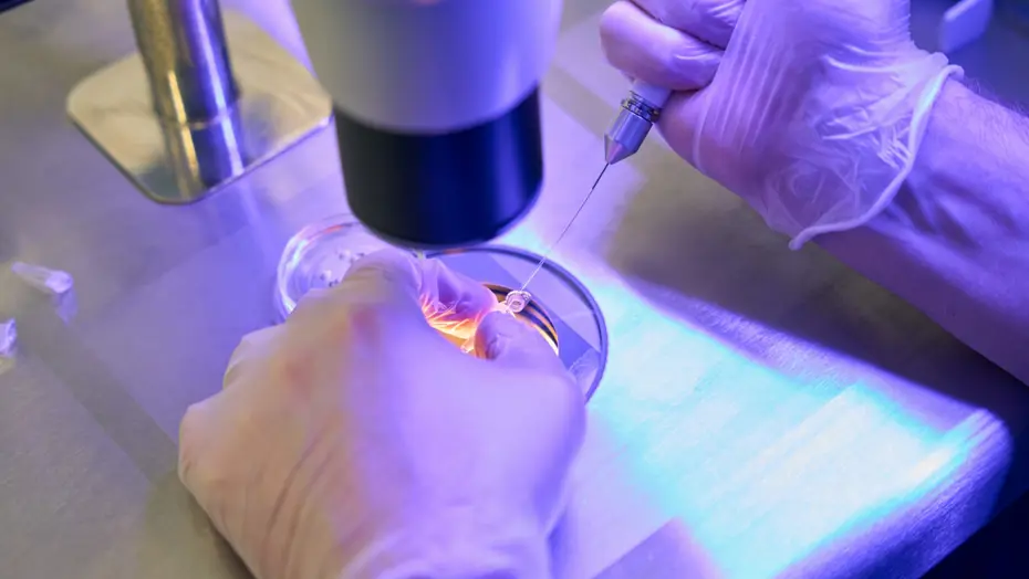 Tüp bebek tedavisinde umut. Yeni yöntem gizlenen yumurtaları buluyor