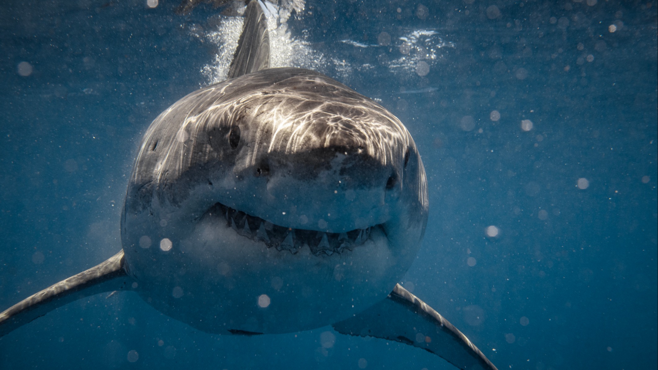 İğne gibi dişler testereye dönüşüyor. Büyük beyaz köpek balığının ölümcül evrimi