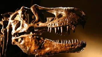 T-Rex fosilleri dinozor tarihini baştan yazdı