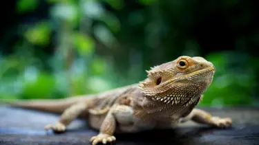 Patlamış darı poşetinden 101 sürüngen çıktı