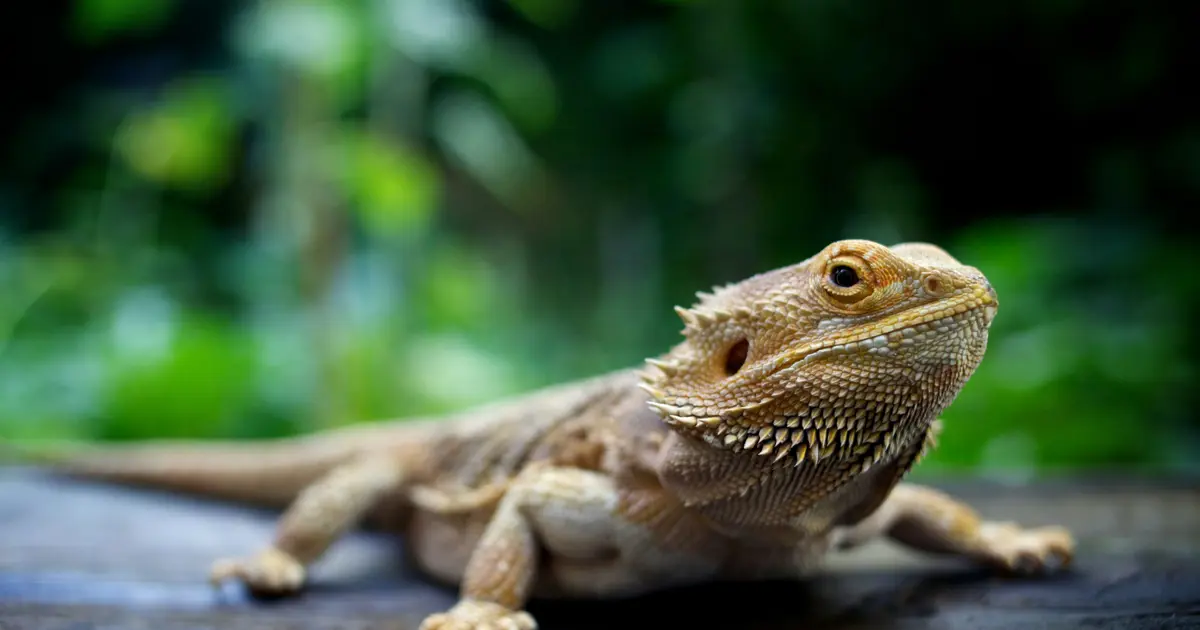 Patlamış mısır poşetinden 101 sürüngen çıktı