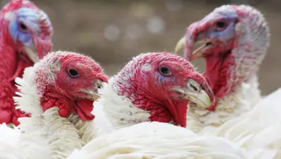 Kilosu 420 TL'ye satılıyor. Geçen yıla göre talep az