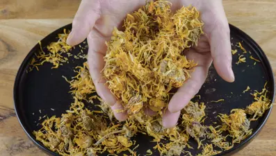 Ankara'da yetişiyor. Yaraları iyileştirip iltihabı azaltıyor, yaşlanma karşıtı etkisi de var