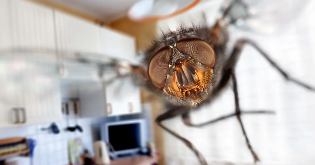 Bilim insanları bir sinek beynini gerçekten bilgisayara yükledi mi?