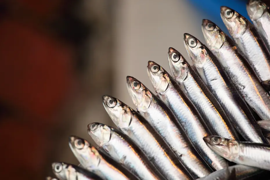 Uzmanlar 2100 yılında hamside büyük kayıp yaşanacağını söylüyor