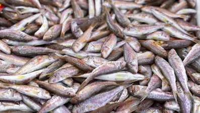 Kızıldeniz barbunu yerli barbunu kovdu. Yabancı balıklar denizleri ele geçiriyor