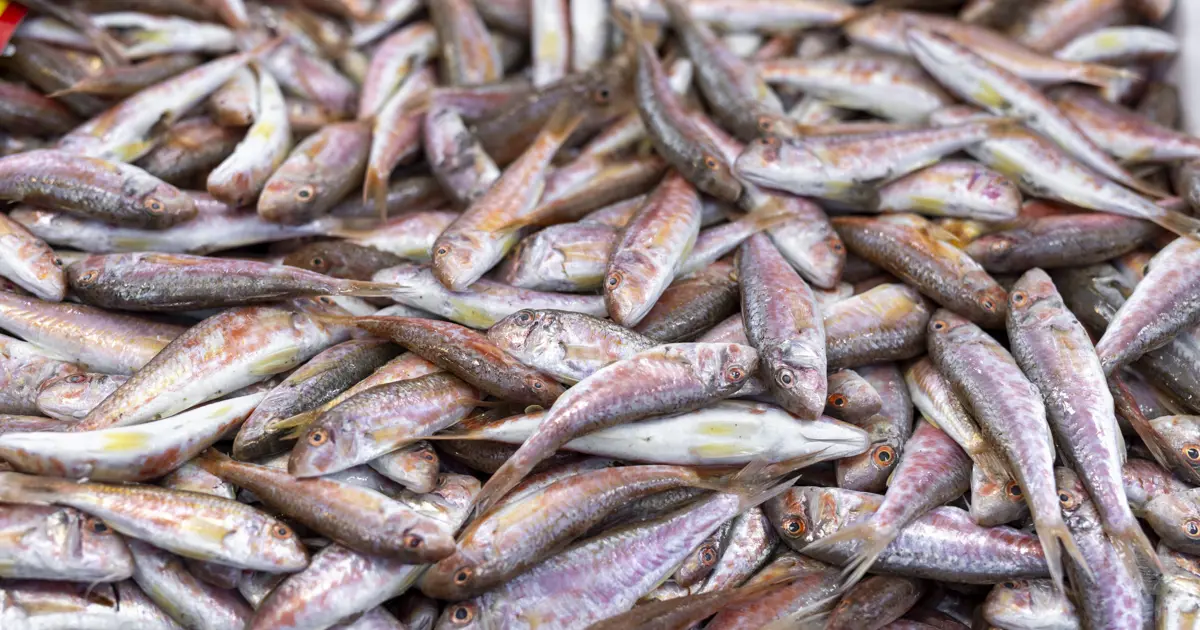 Kızıldeniz barbunu yerli barbunu kovdu. Yabancı balıklar denizleri ele geçiriyor