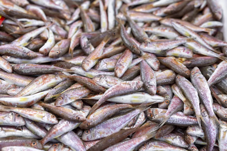 Kızıldeniz barbunu yerli barbunu kovdu. Yabancı balıklar denizleri ele geçiriyor