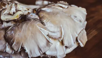 İltihabı azaltıp bağışıklığı güçlendiriyor. Yetiştirmesi de kolay
