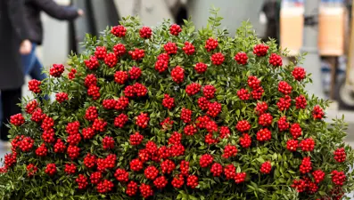 Yılbaşı çiçeği tezgahları süslüyor. Kokina çiçeğinin anlamı ve bakımı