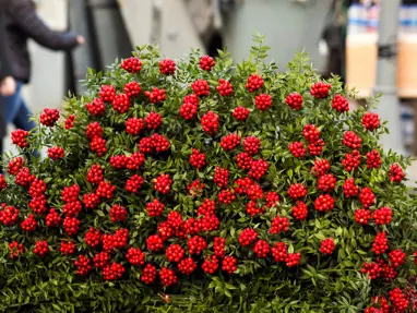 Yılbaşı çiçeği tezgahları süslüyor. Kokina çiçeğinin anlamı ve bakımı